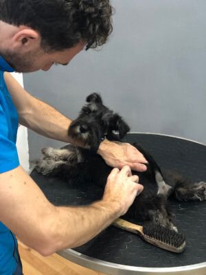 Empezamos con el baños de los cachorros
